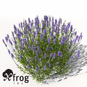 XfrogPlants Lavender